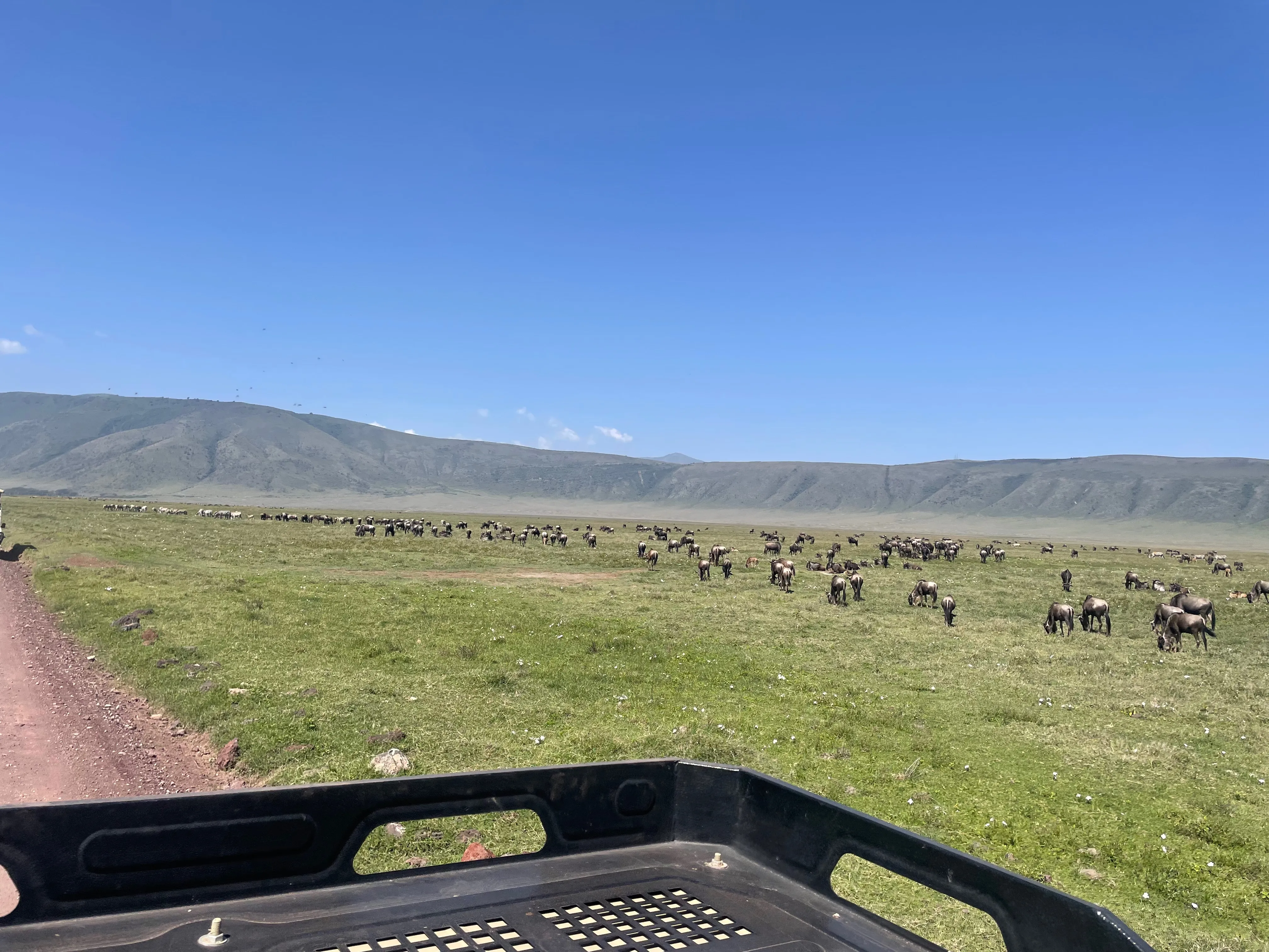 Wildebeest across the floor of Ngorongoro Crater