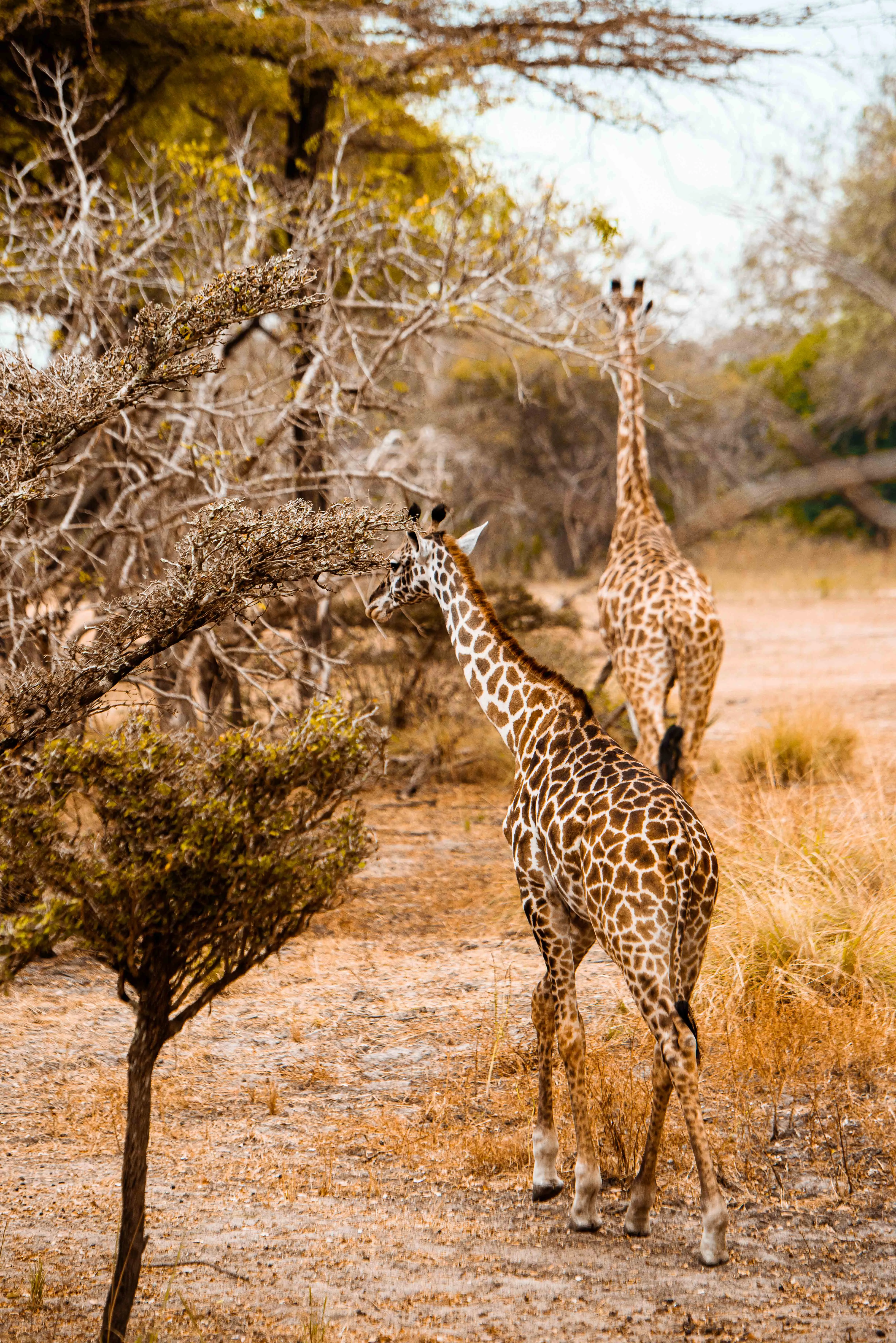 Giraffes running through Selous Game Reserve in Tanzania